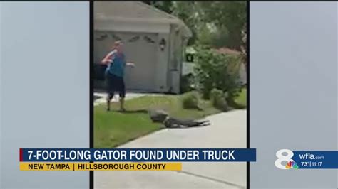 VIDEO: 7-foot gator finds new home under Florida man's truck